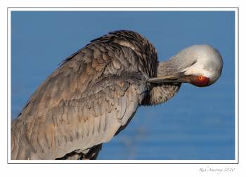 Sandhill  crane 1d copy.jpg